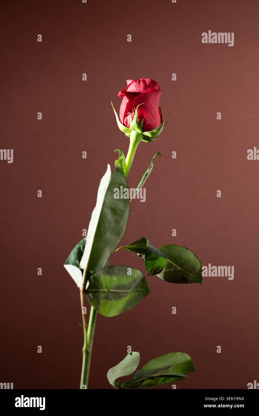 rote rose Stockfoto
