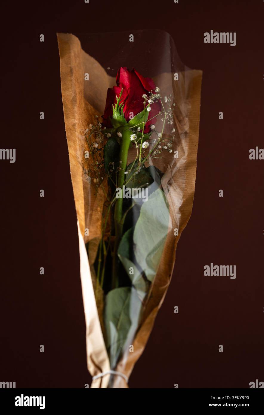 rote rose Stockfoto