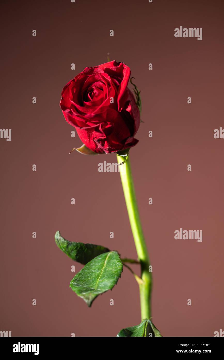 rote rose Stockfoto