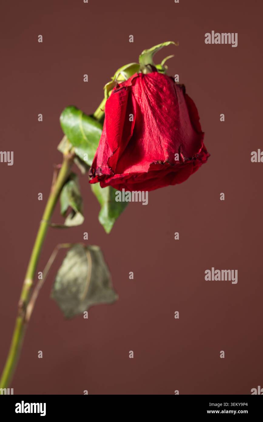 rote rose Stockfoto