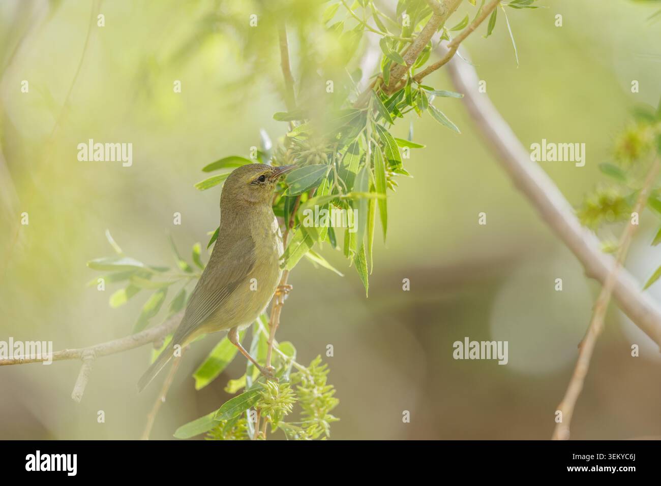 Warbler mit Orangenkrone, Bosque del Apache National Wildlife Refuge, New Mexico, USA. Stockfoto