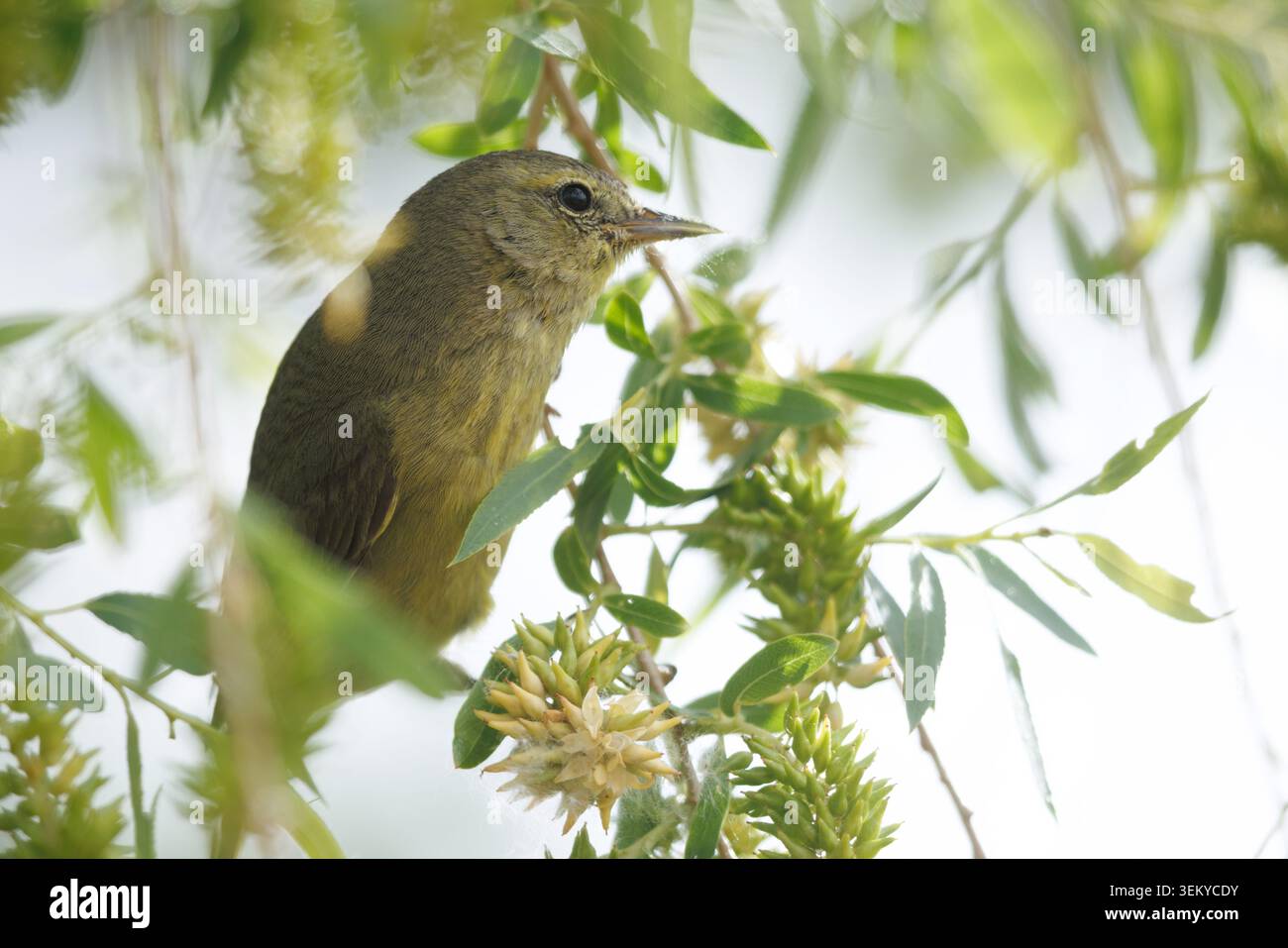 Warbler mit Orangenkrone, Bosque del Apache National Wildlife Refuge, New Mexico, USA. Stockfoto