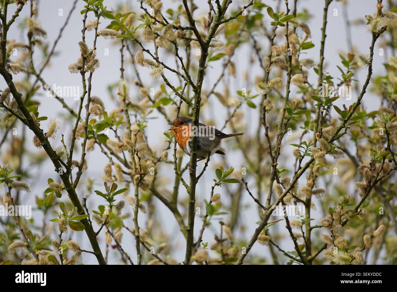 Robin hockte im Frühling auf blühenden Ästen, Frankreich Stockfoto