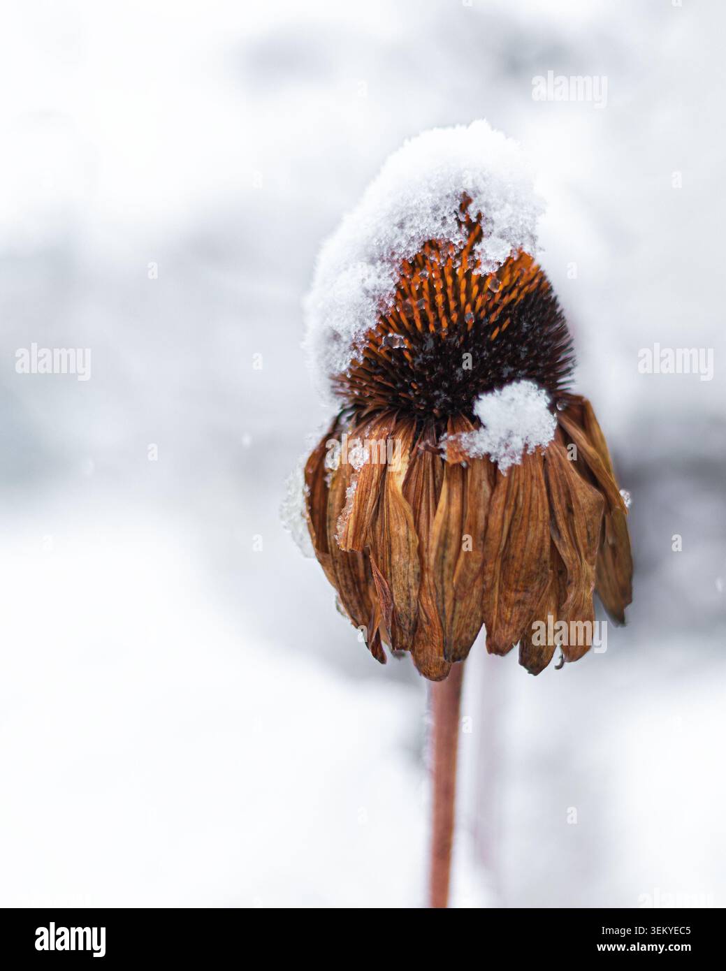 Verdorbener Echinacea purpurea Kopf während der Wintersaison mit Schnee und Eis bedeckt Stockfoto