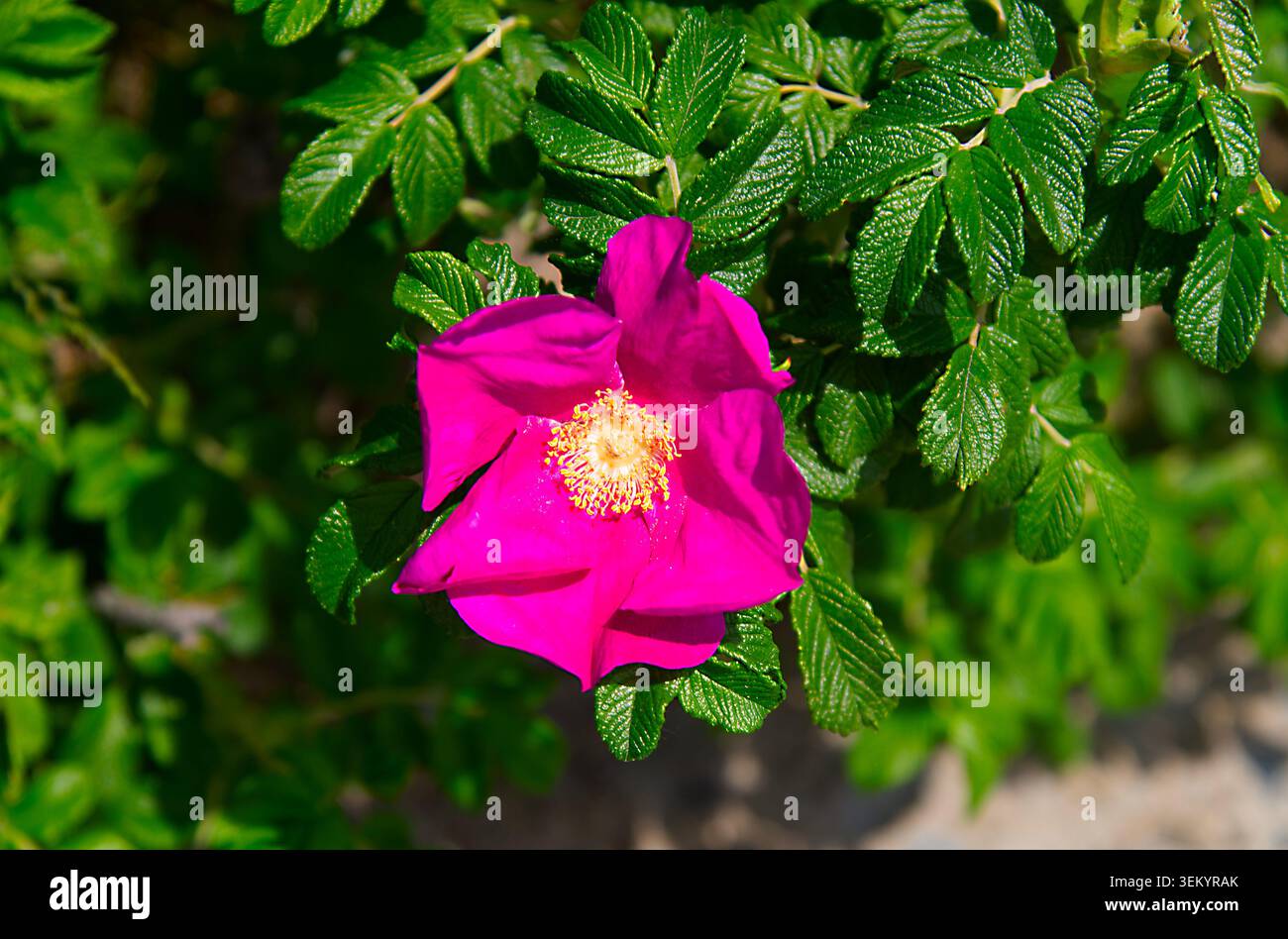 Ein Strand mit Rosenblüten am Straßenrand auf Cape Cod Stockfoto