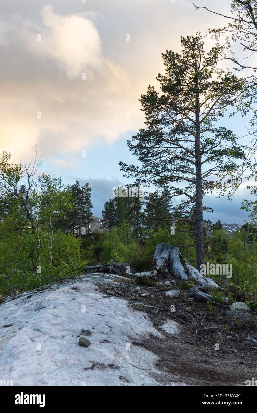 Die Widerstandsfähigkeit der nordischen Berge durch einsame Kiefer, die auf exponiertem Granitgelände wächst, spiegelt die Anpassung an raue Bedingungen und die nördlichen Berge wider Stockfoto