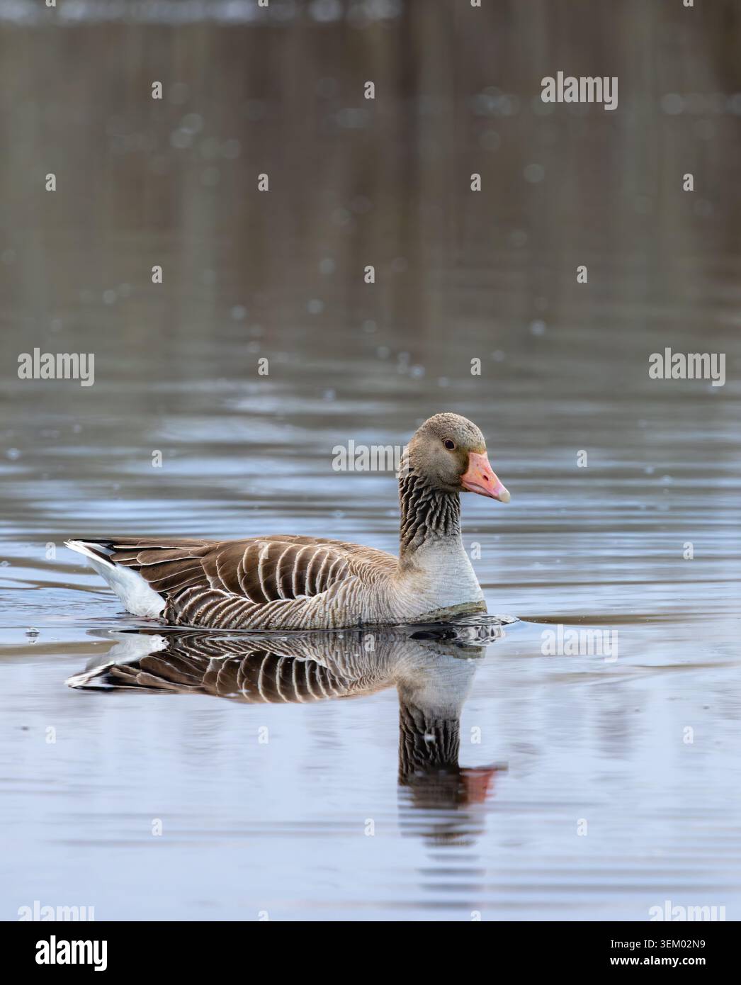 Graugans, Schwimmen Stockfoto