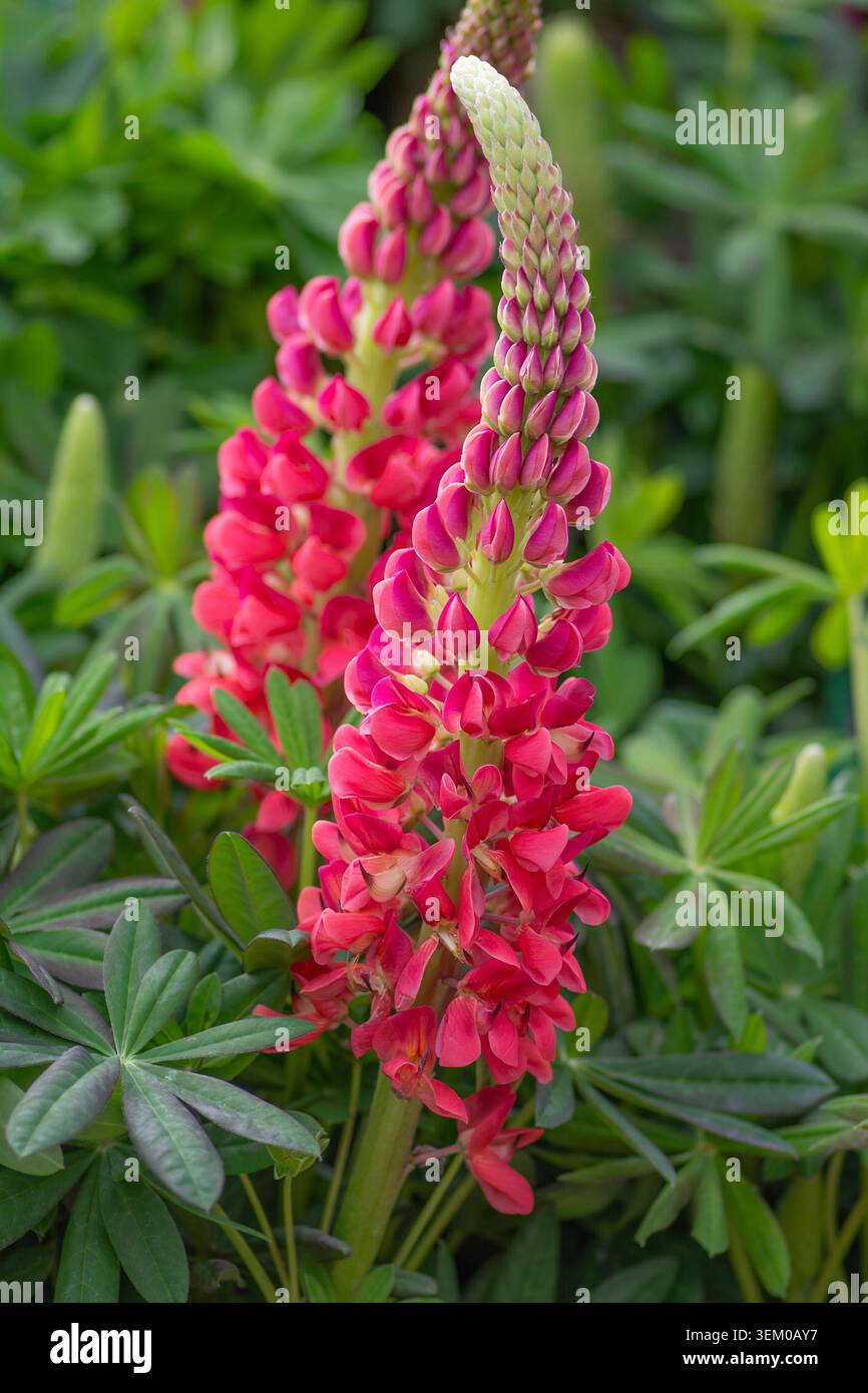 Lupin Blume, West Country Beefeater Varietät, klassische Hüttengarten Pflanzen, England. Stockfoto
