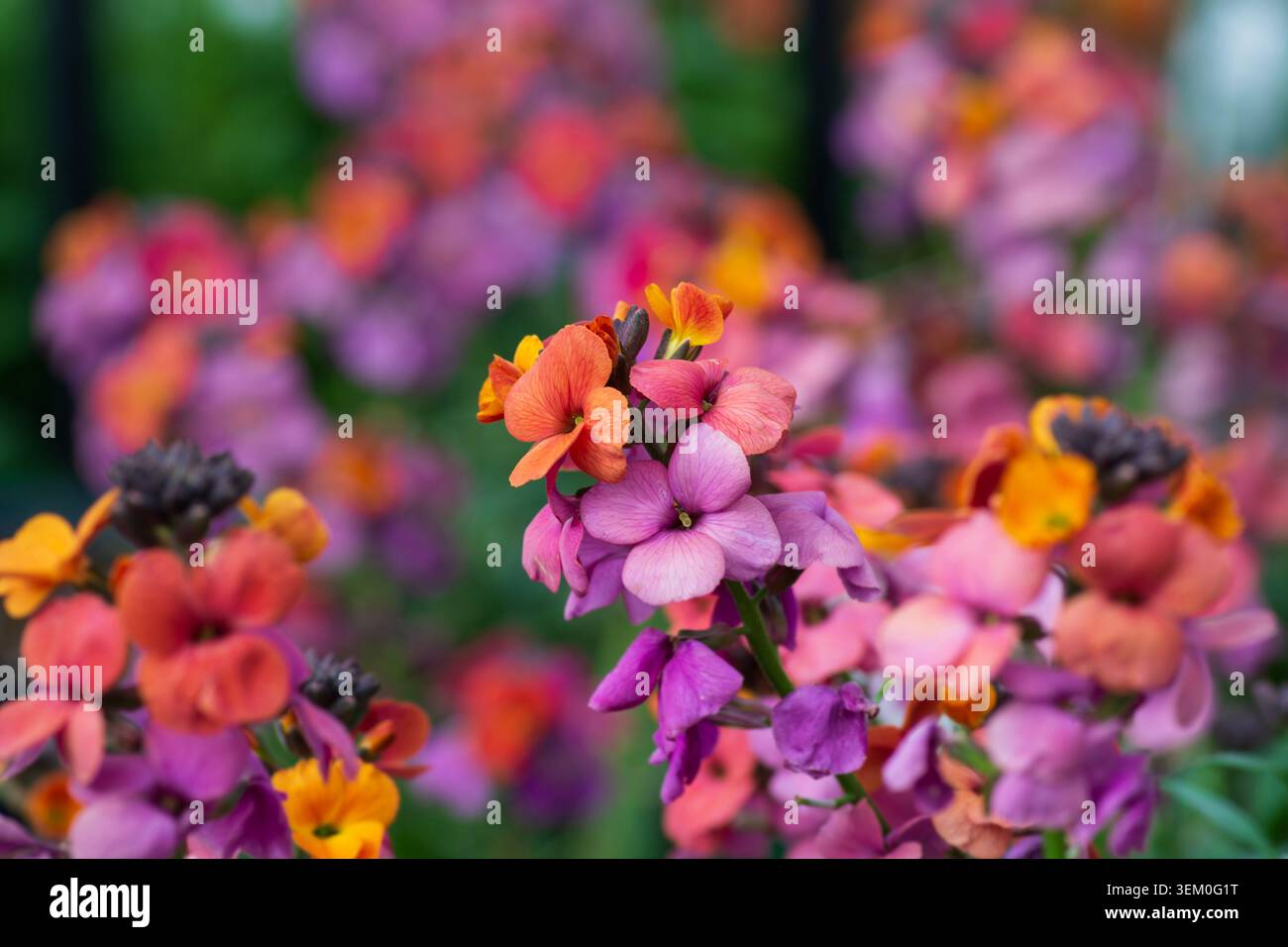 Erysimum Winter Orchidee ('Innerywinorch') (PBR) mehrjährige Wallblume Stockfoto