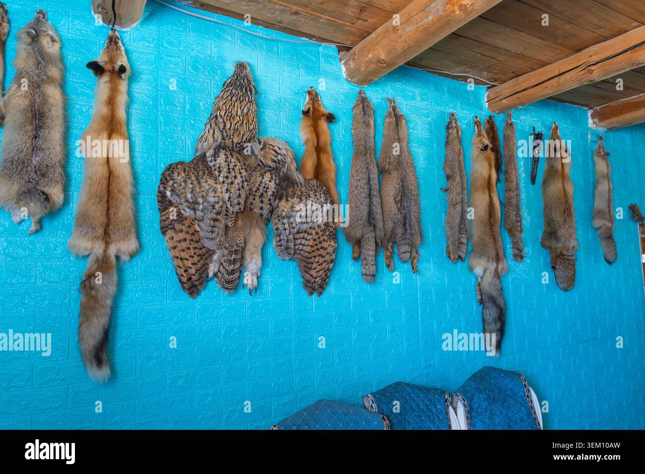 Fuchsfelle, Kaninchenfelle und Uhu-Taxidermie hängen an einer türkisfarbenen Wand im Haus eines kasachischen Jägers in der Provinz Bayan-Ulgii in der westlichen Mongolei. Stockfoto
