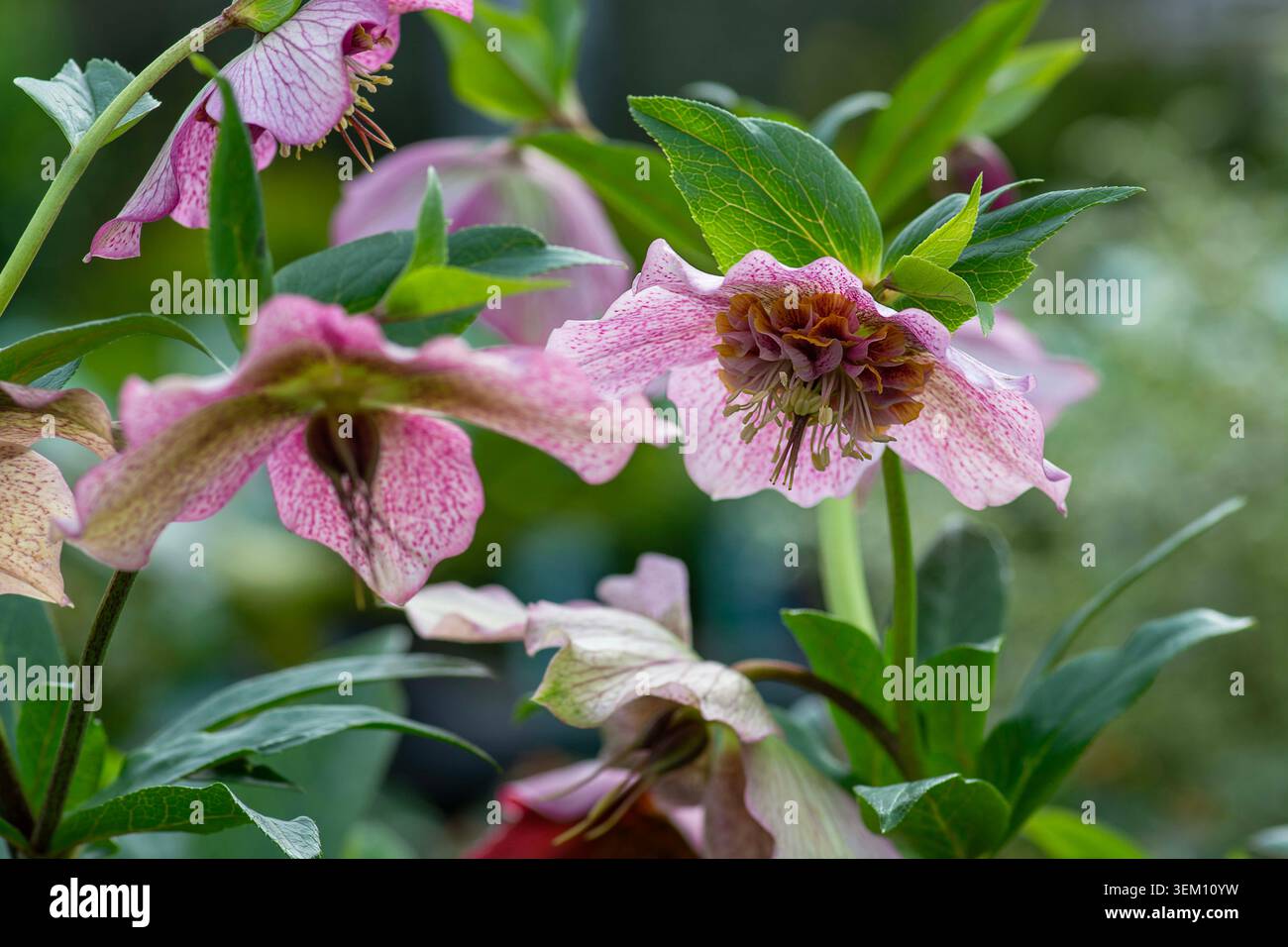 Helleborus orientalis, Sorte 'Tutu', Spätwinter- bis Frühlingsblumen Stockfoto