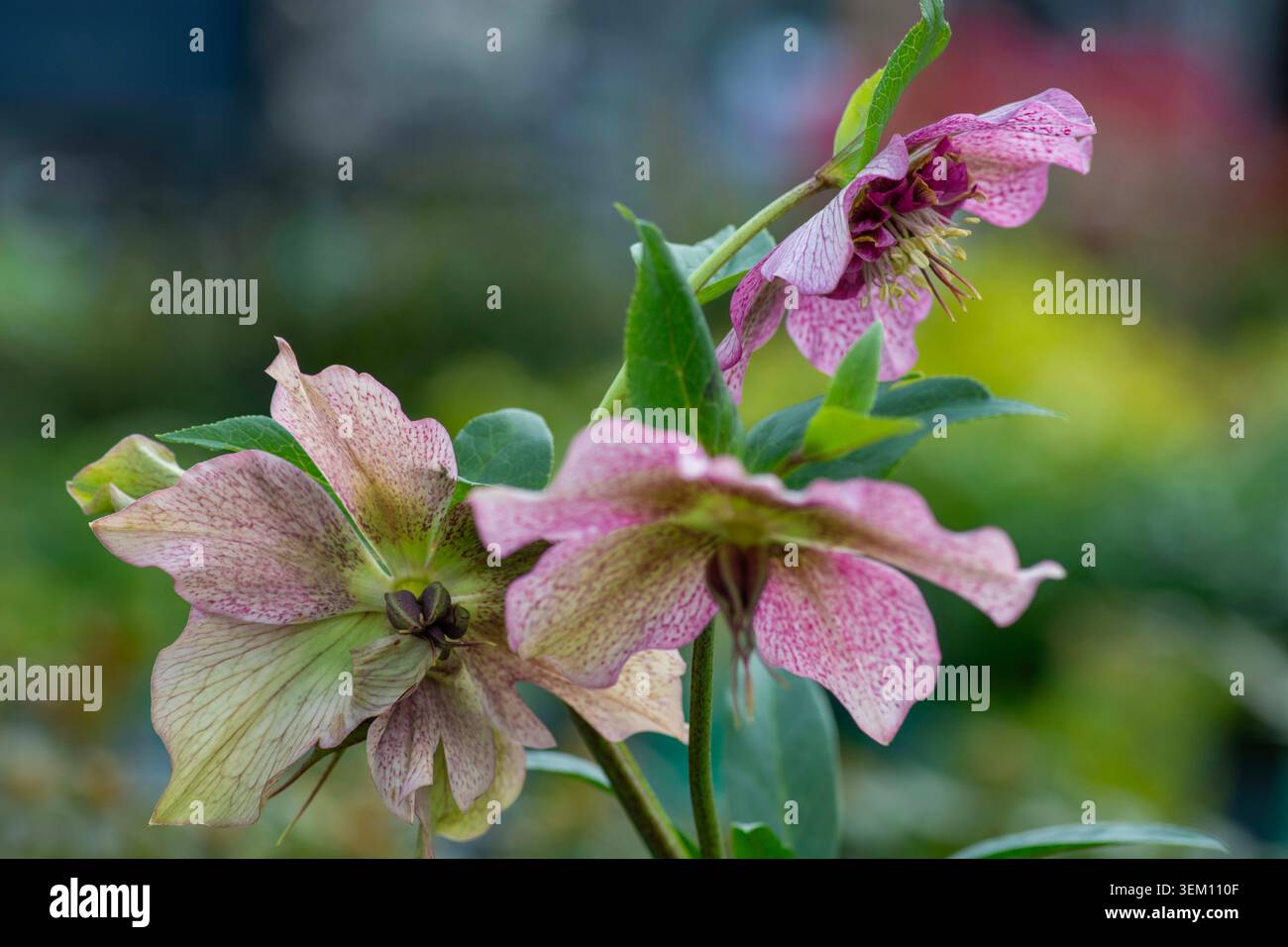 Helleborus orientalis, Sorte 'Tutu', Spätwinter- bis Frühlingsblumen Stockfoto
