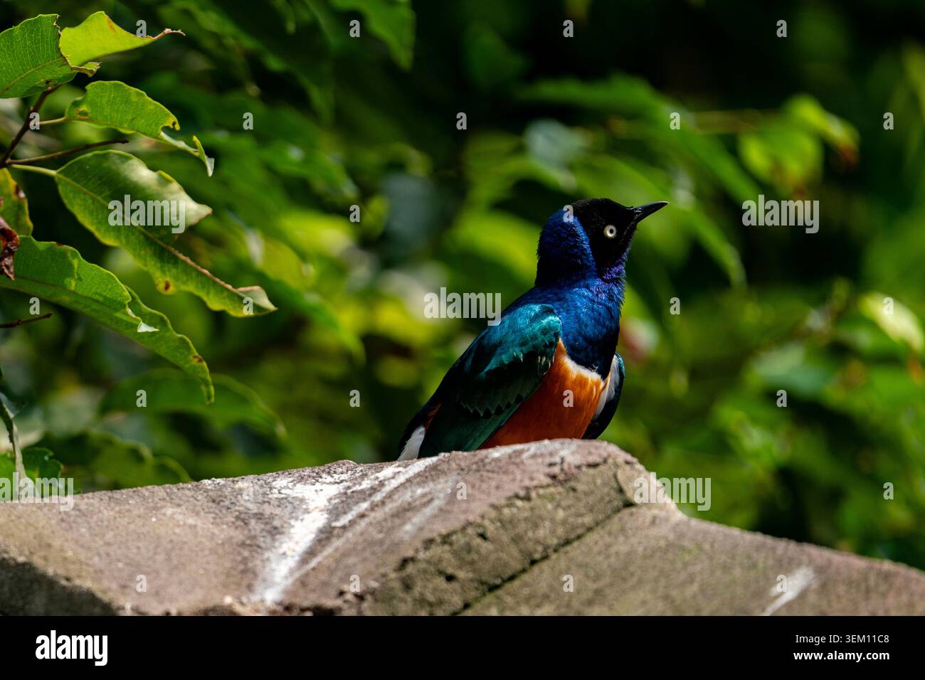 Pulsierender, hervorragender Starling auf einem Felsen mit üppigem Green Leaf Hintergrund Stockfoto