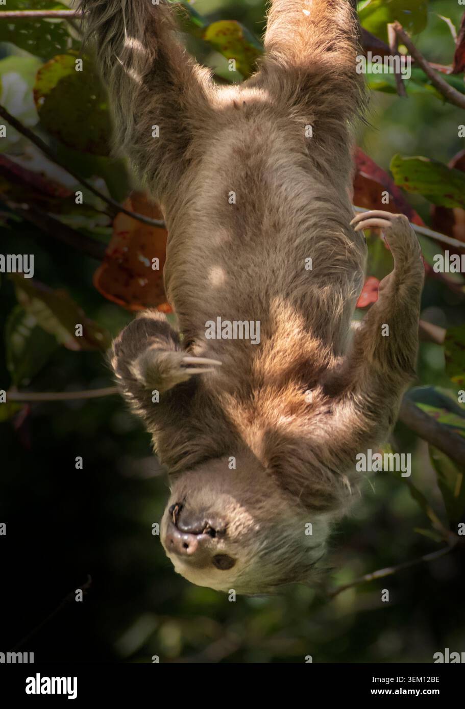 Bradypus variegatus (Bradypus variegatus) an den Kanälen von Tortuguero, Costa Rica, Mittelamerika Stockfoto