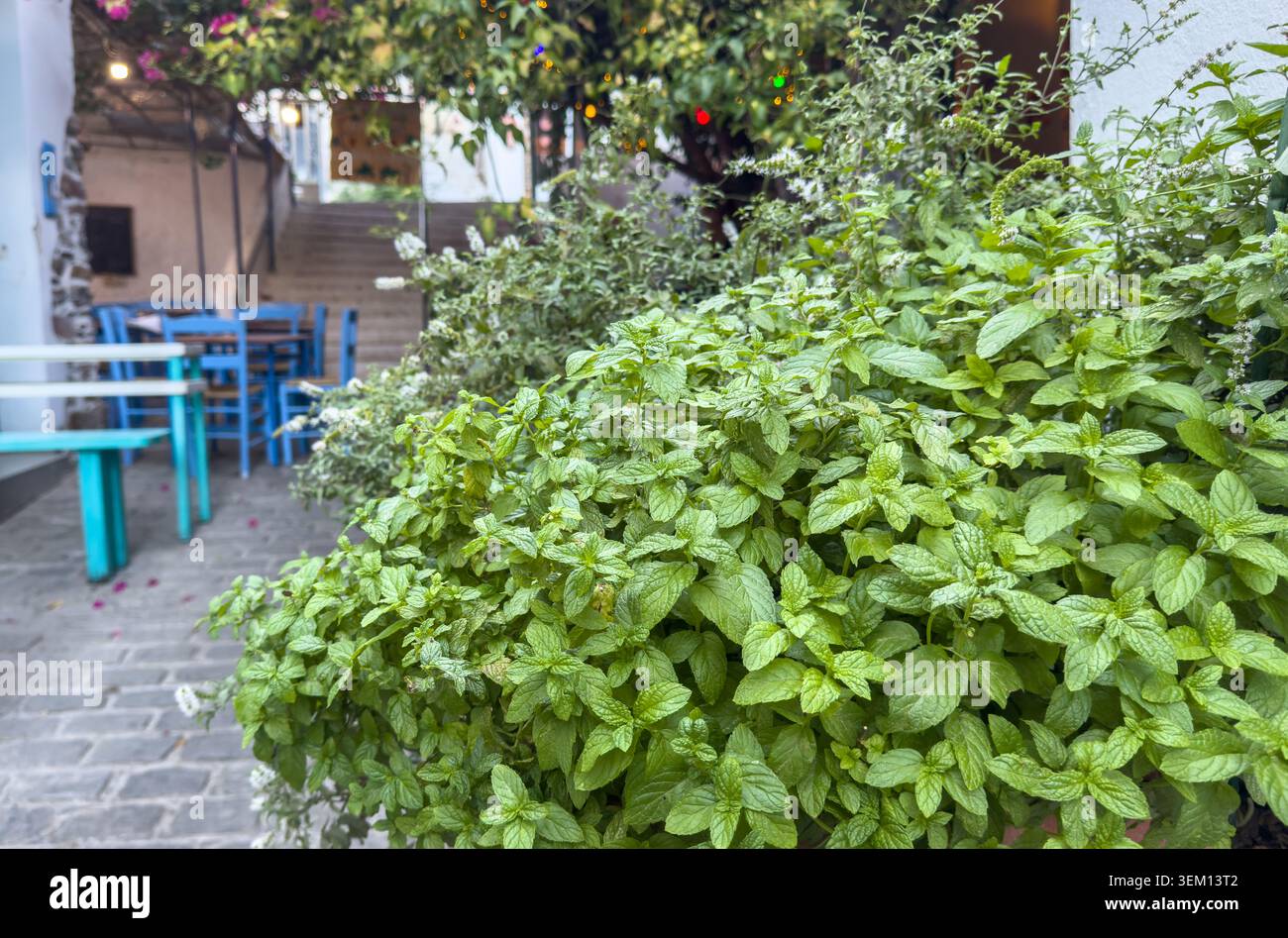 Minzpflanzen neben blauen Tischen in einem schattigen Agios Kirikos Innenhof, ruhige griechische Dorfstube, Ikaria Insel, Griechenland. Stockfoto