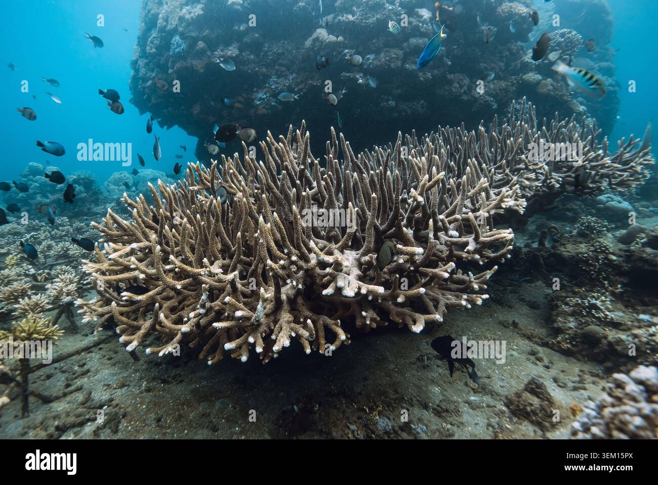 Unterwasserszene mit lebenden Korallen im blauen Ozean Stockfoto