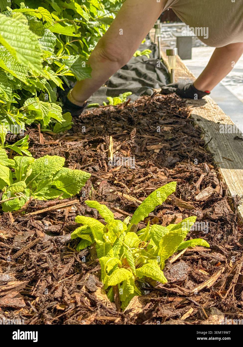 Cardiff, Wales, UK - 25. Mai 2026: Person, das Rindenmulch auf ein erhöhtes Blumenbeet im Garten eines Hauses ausbreitet, um Unkraut zu bekämpfen. - Smartphone-aufgenommenes Stockfoto