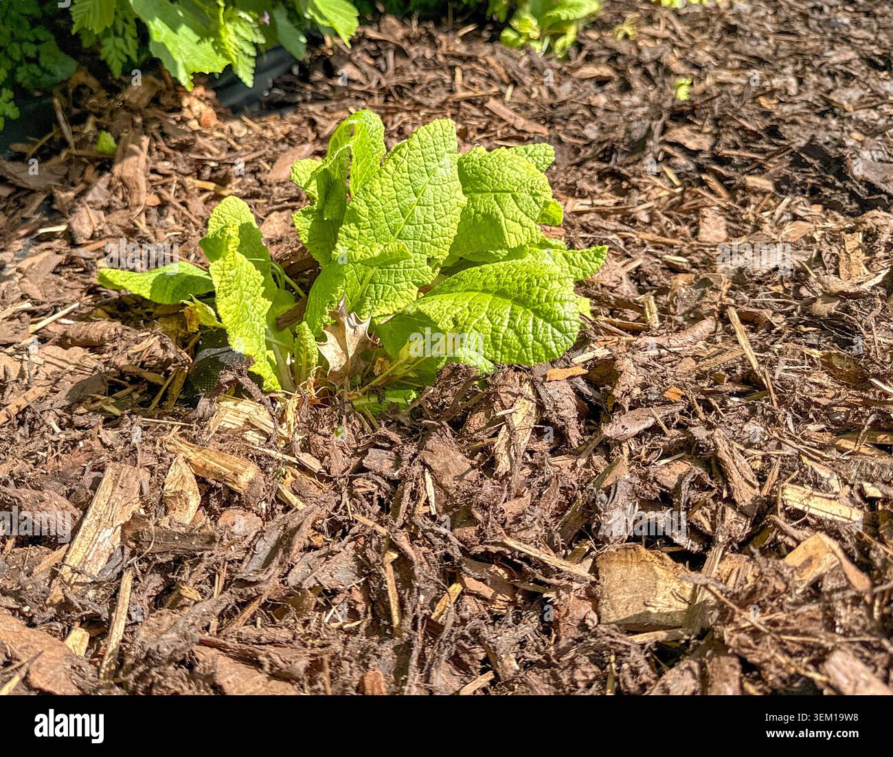 Holzrinde verbreitete sich auf einem erhöhten Blumenbeet im Garten eines Hauses, um Unkraut zu bekämpfen. - Smartphone-aufgenommenes Stockfoto