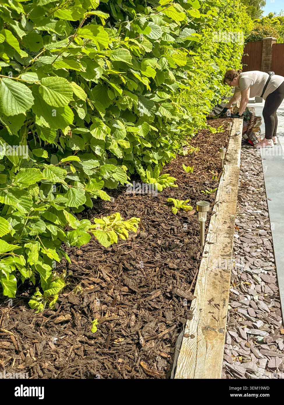 Pontypridd, Rhondda Cynon Taf, Wales, UK - 27. Mai 2026: Person, das Rindenmulch im Hochbeet im Garten eines Hauses verteilt - Smartphone-aufgenommenes Stockfoto