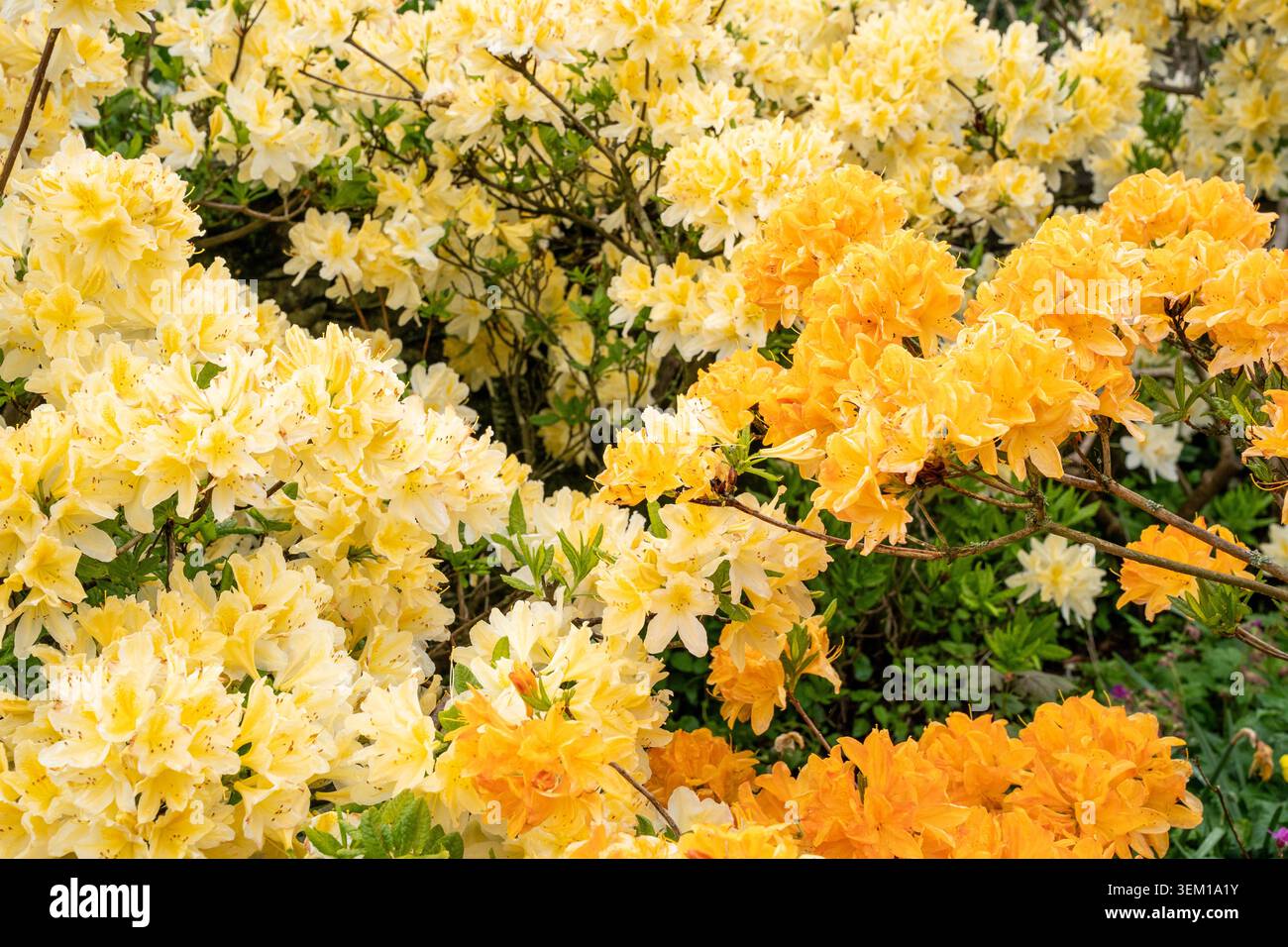 Leuchtende gelbe und orange Azalea Rhododendron Blüten in voller Blüte, die den Rahmen im Frühjahr mit Farbe füllen Stockfoto