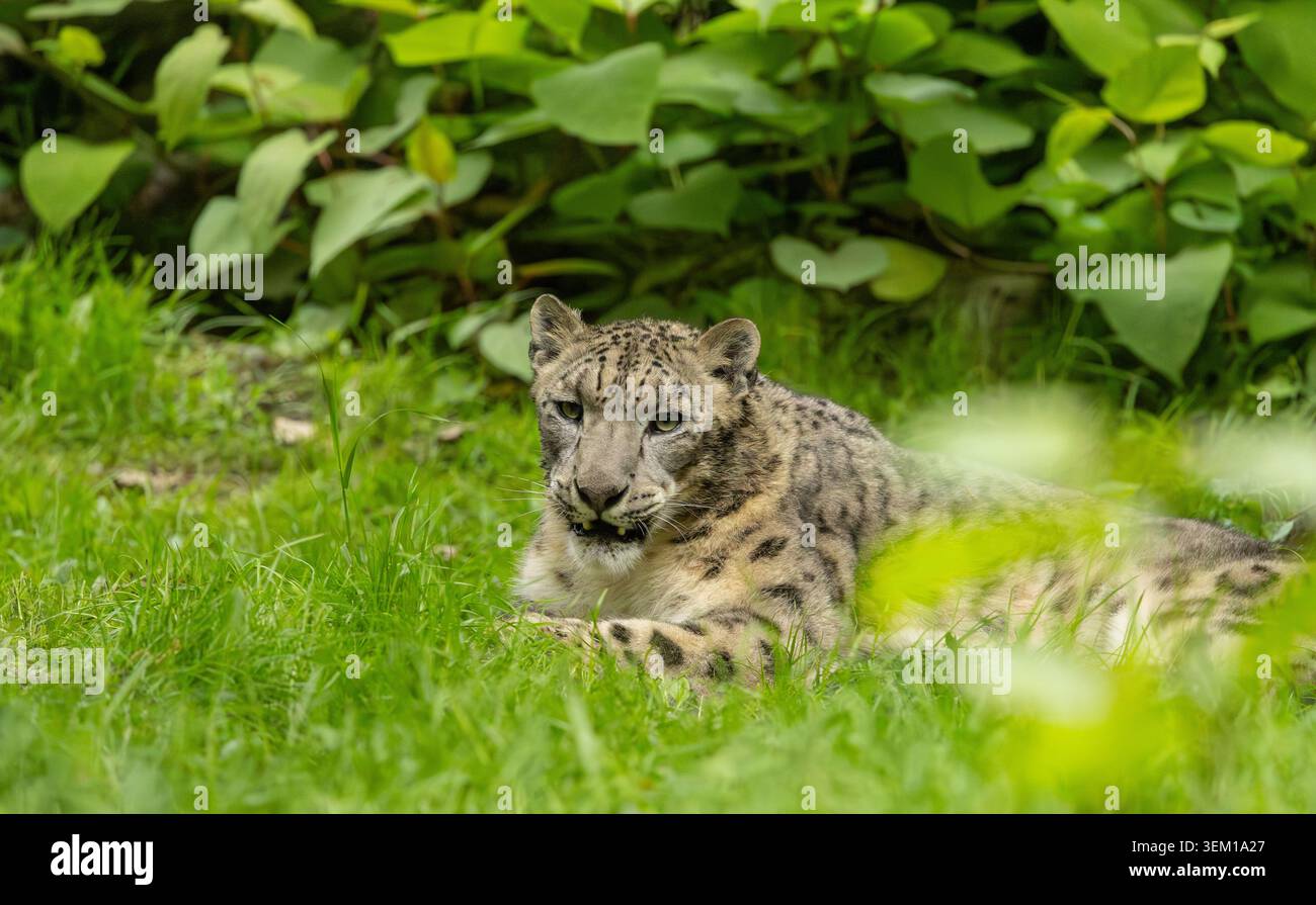 Schneeleopard liegt im Gras. Bronx Zoo, New York. Stockfoto