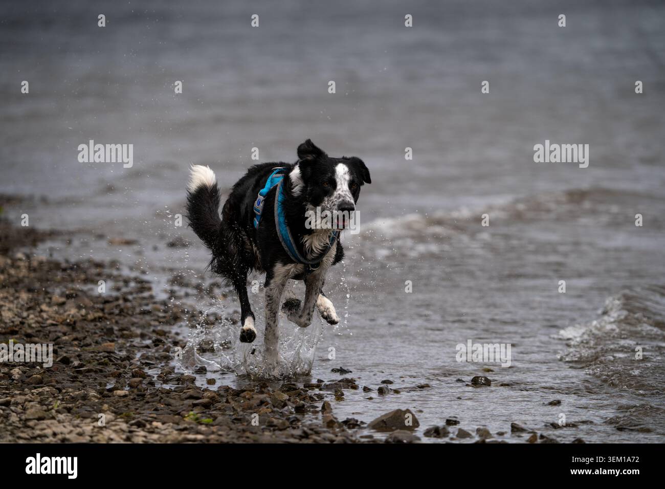 Border Collie läuft entlang der felsigen Küste von Coniston Water und plätschert mit einem blauen Harness durch die Untiefen Stockfoto