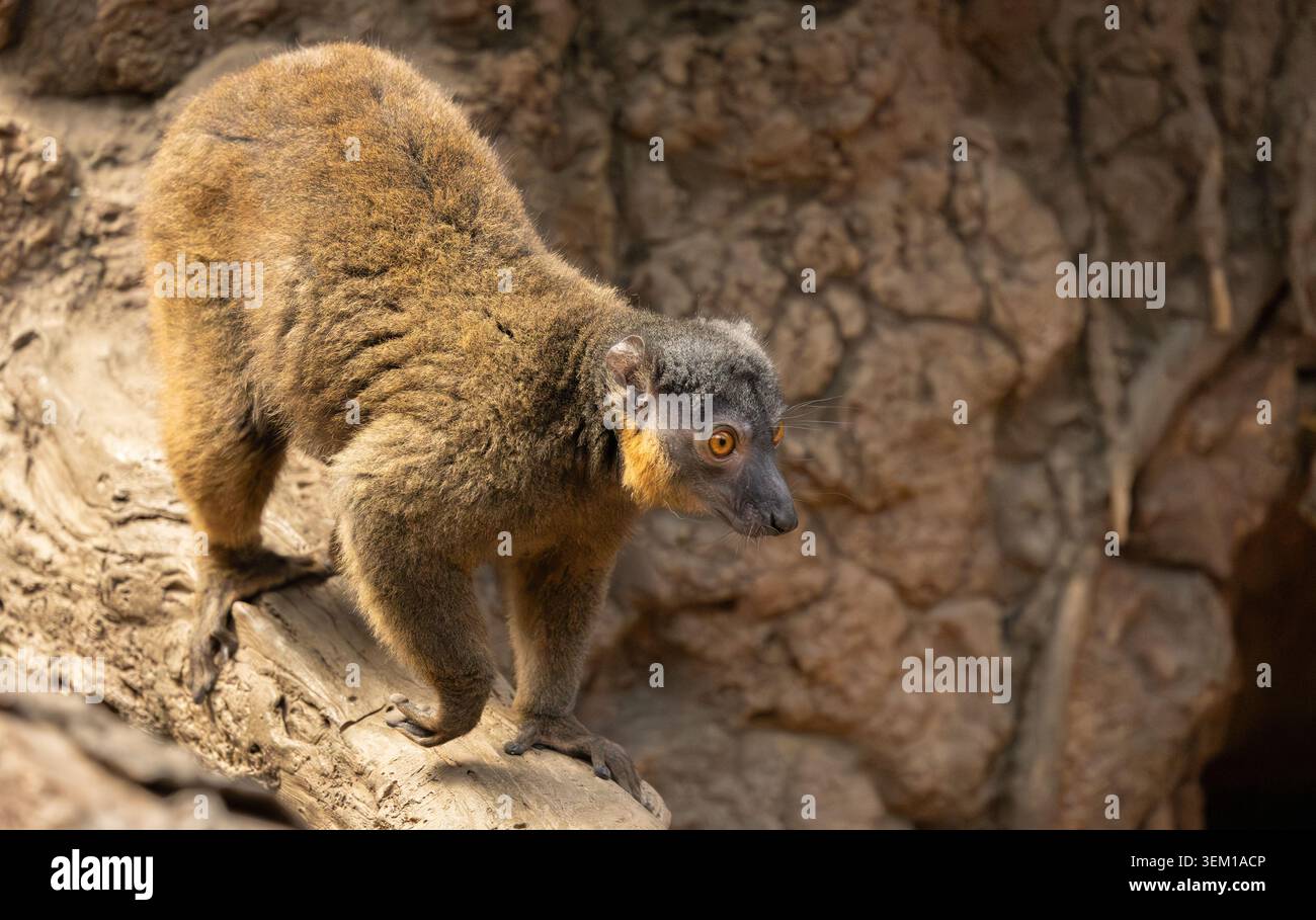 Gemeiner Braunlemur im Bronx Zoo, New York Stockfoto