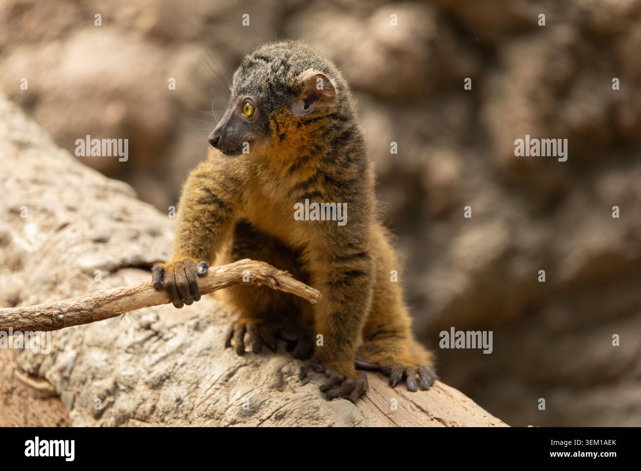 Gemeiner Braunlemur im Bronx Zoo, New York Stockfoto