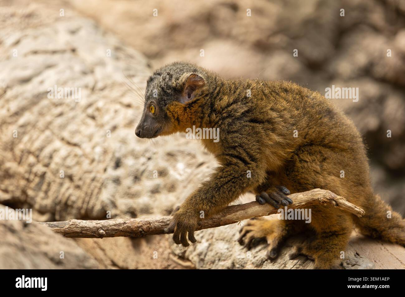 Gemeiner Braunlemur im Bronx Zoo, New York Stockfoto
