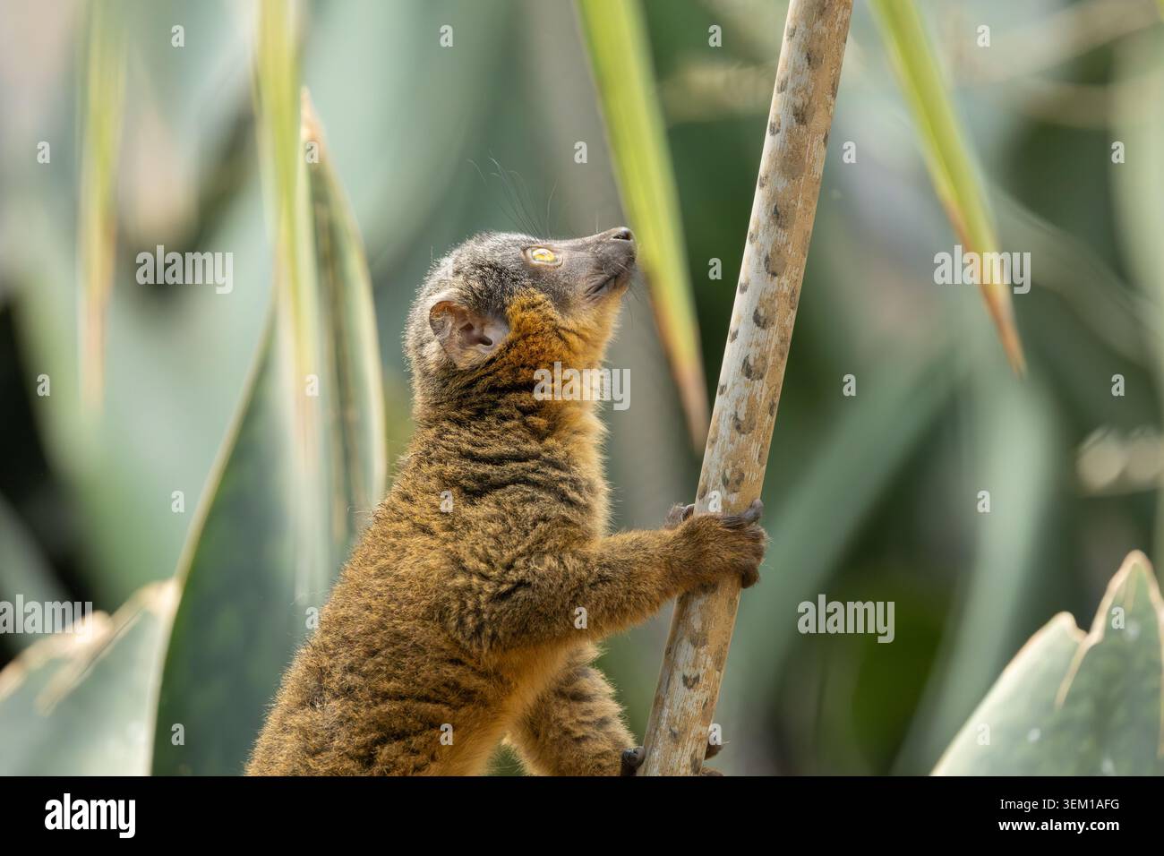 Gemeiner Braunlemur im Bronx Zoo, New York Stockfoto