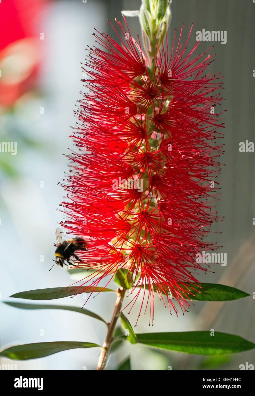 Bottlebrush - Kallistemon mit einer Hummel, die sich an einer der Blumen ernährt. Es ist ein australischer, einheimischer Sträucher, der für seine lebhafte, verschwommene zylindrische Form berühmt ist Stockfoto