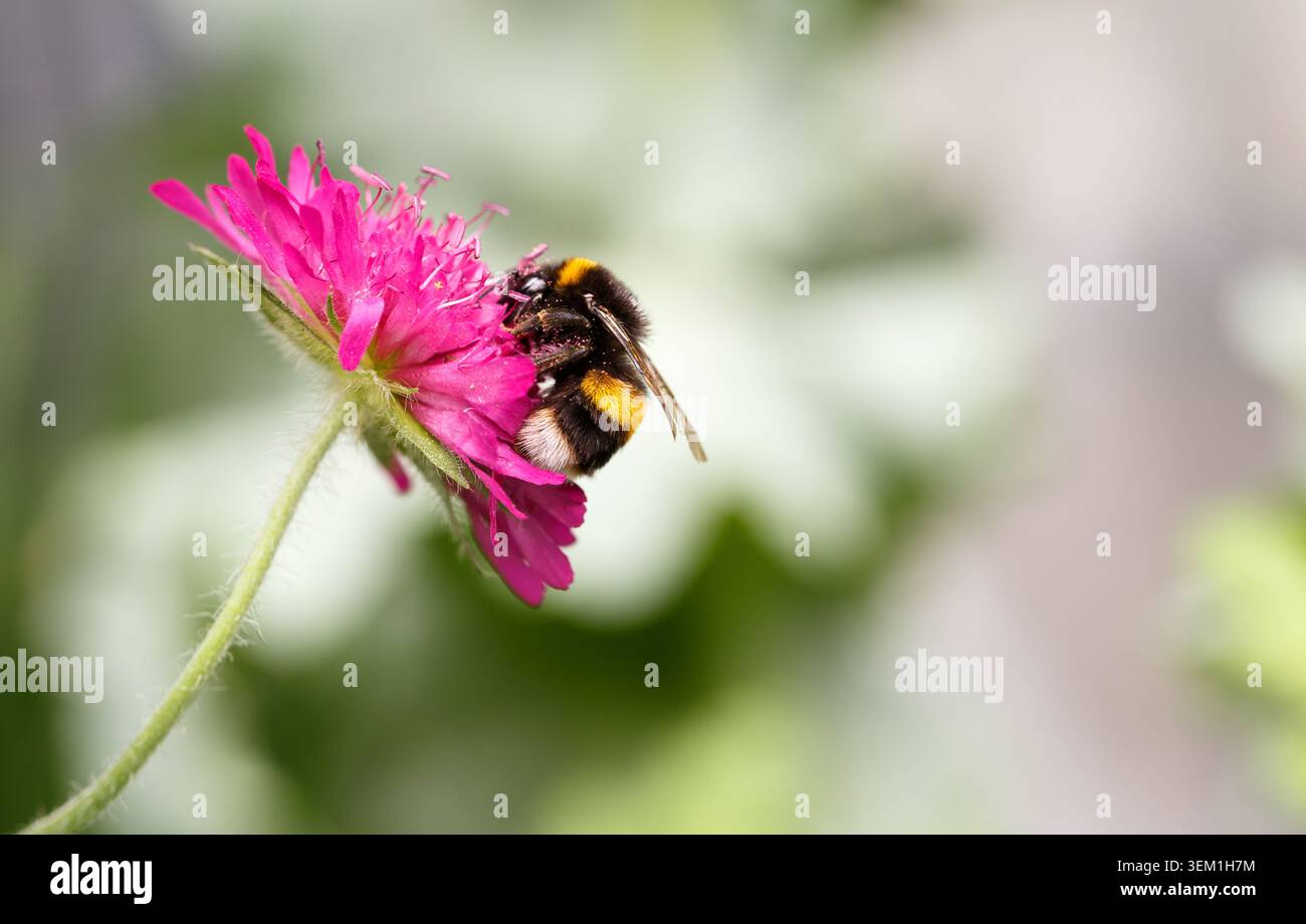 Hummel Fütterung an einer Makedonien Roter Ritter Einstielblume auf einem unscharfen Garten Hintergrund Stockfoto