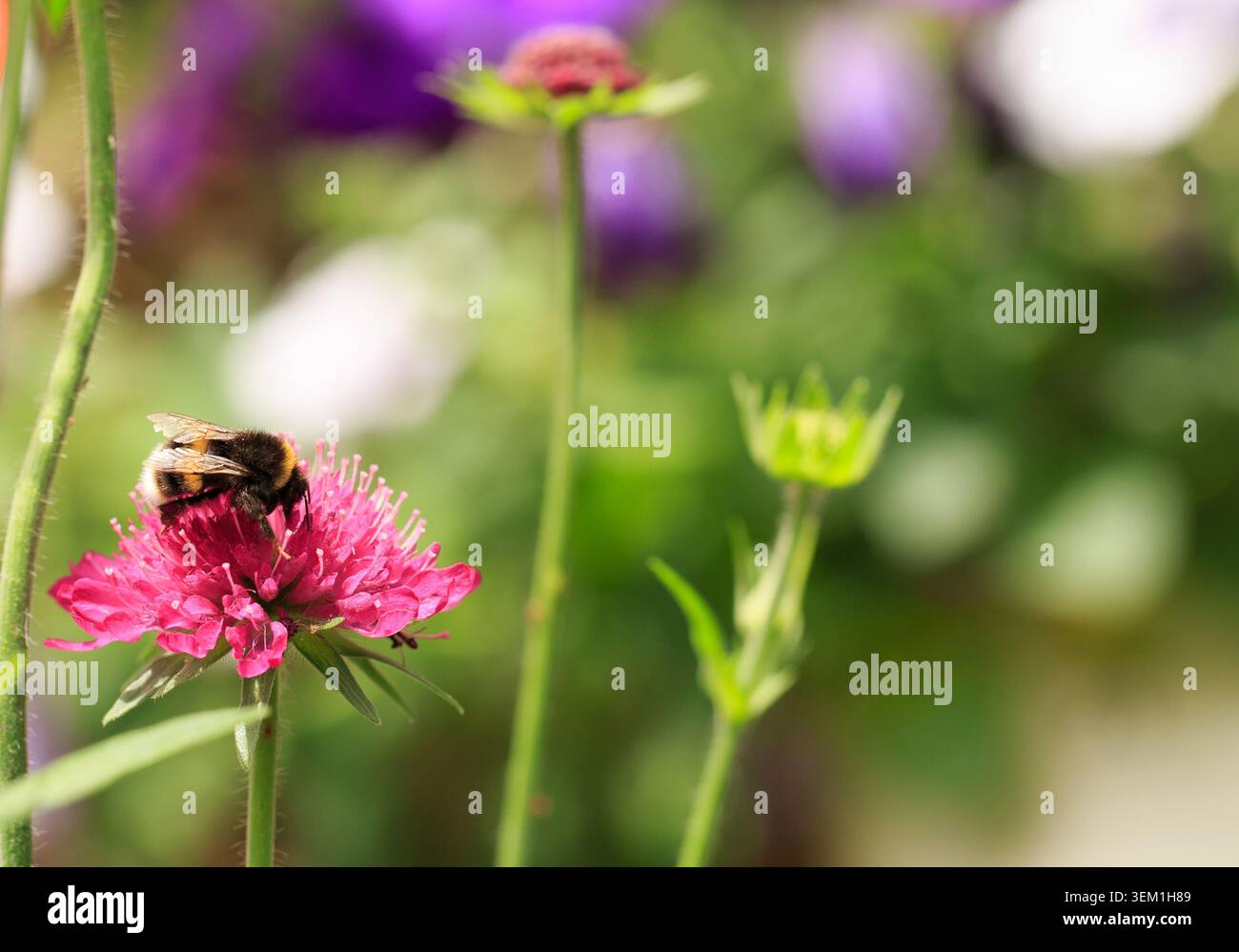 Hummeln fressen an einer mazedonischen Roten Ritter-Blume vor einem Naturgarten Hintergrund Stockfoto