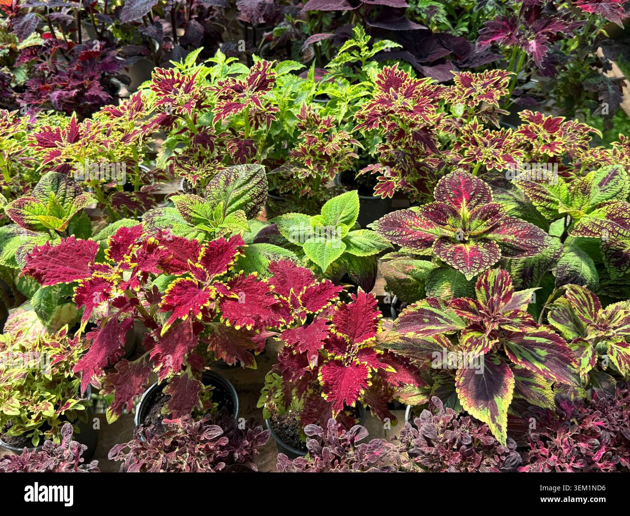 Coleus Pflanze bemalte Brennnessel oder Flammennessel Stockfoto