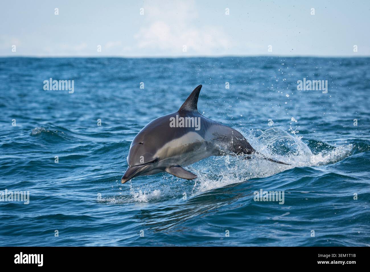 Gemeiner Delfin (Delphinus delphis), der während des jährlichen Sardine Run vor der Küste Südafrikas aus dem Ozean springt. Stockfoto