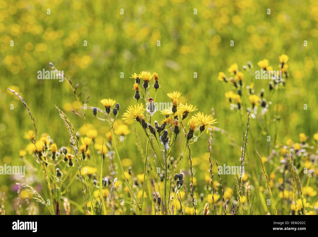 Frühlingswiese mit gelben Blüten, Pippauer Wiesen, Crepis biennis, Salzkammergut, Österreich Stockfoto
