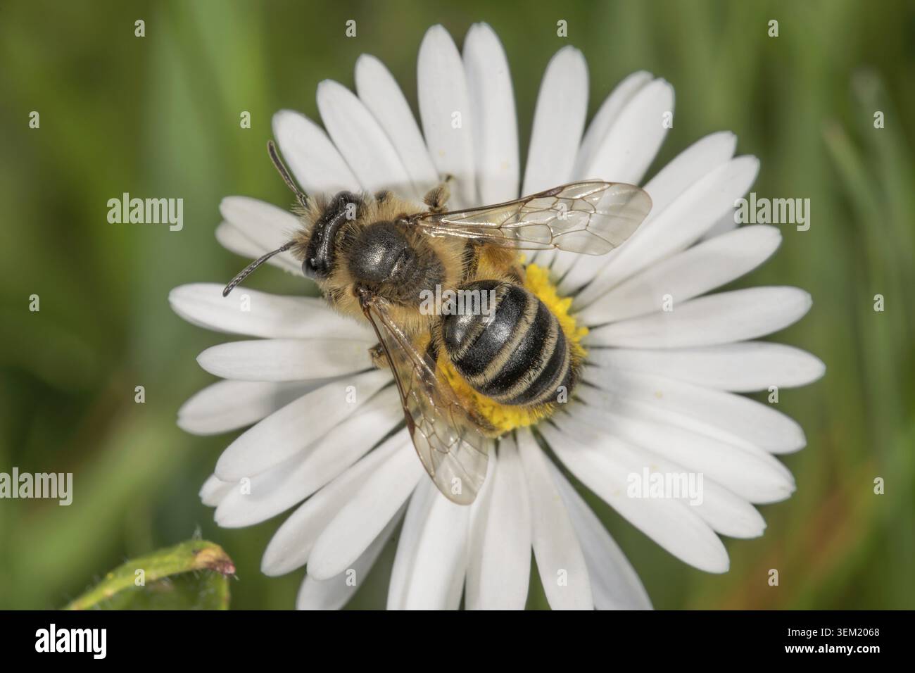 Ein Colletes daviesanus (Colletes daviesanus) auf der Suche nach Pollen an einer Gänseblümchenblümchen, Baden-Württemberg, Deutschland Stockfoto