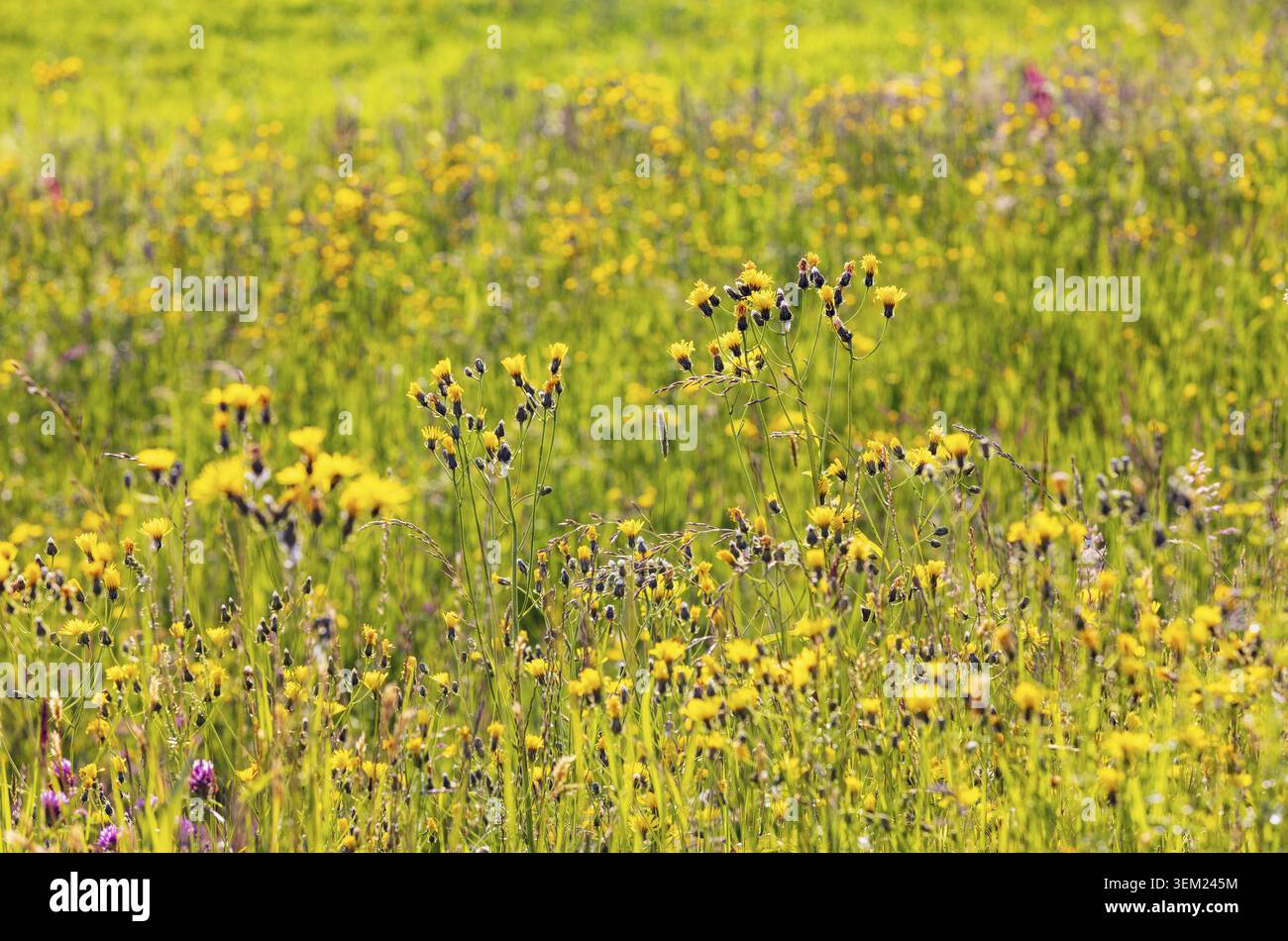 Frühlingswiese mit gelben Blüten, Pippauer Wiesen, Crepis biennis, Salzkammergut, Österreich Stockfoto
