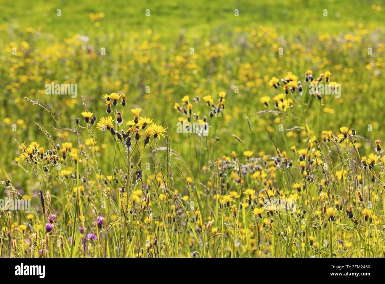 Frühlingswiese mit gelben Blüten, Pippauer Wiesen, Crepis biennis, Salzkammergut, Österreich Stockfoto