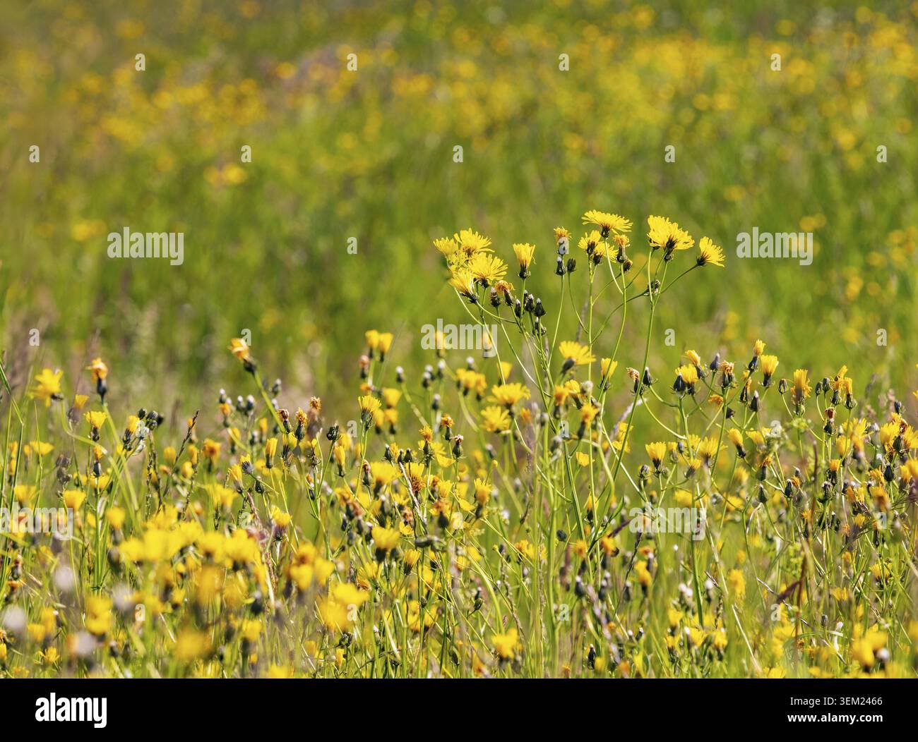 Frühlingswiese mit gelben Blüten, Pippauer Wiesen, Crepis biennis, Salzkammergut, Österreich Stockfoto