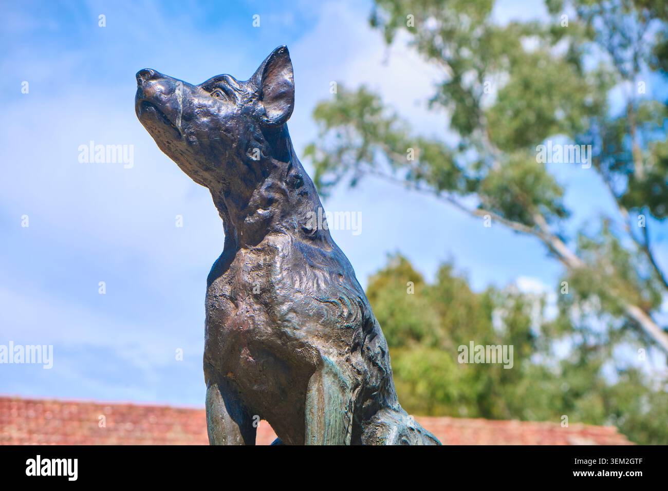 Sieht hart aus, königlich auf der Box. Bei der Dog on the Tuckerbox Skulptur, Statue, basierend auf einem Doggerel Gedicht, Bullocky Bill. In der Nähe von Gundagai, NSW, Australien. Stockfoto