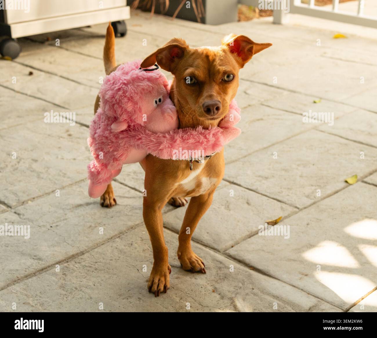 Süßer kleiner Hund mit einem Spielzeugaffen auf dem Rücken, Los Angeles, Südkalifornien Stockfoto