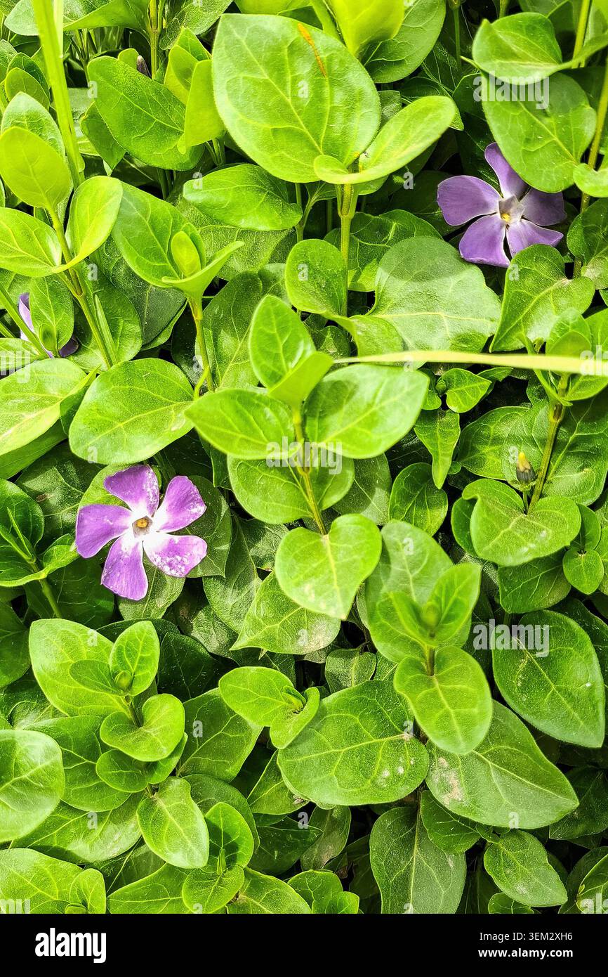 Dichte Bodendecke von Vinca Major, die seine glänzenden, ovalen grünen Blätter und zwei zarten violetten Blüten hervorhebt - Periwinkle Stockfoto