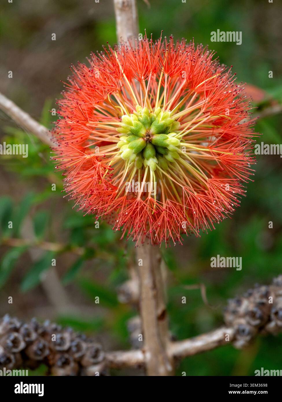 Pinselblume, Murramarang National Park Stockfoto