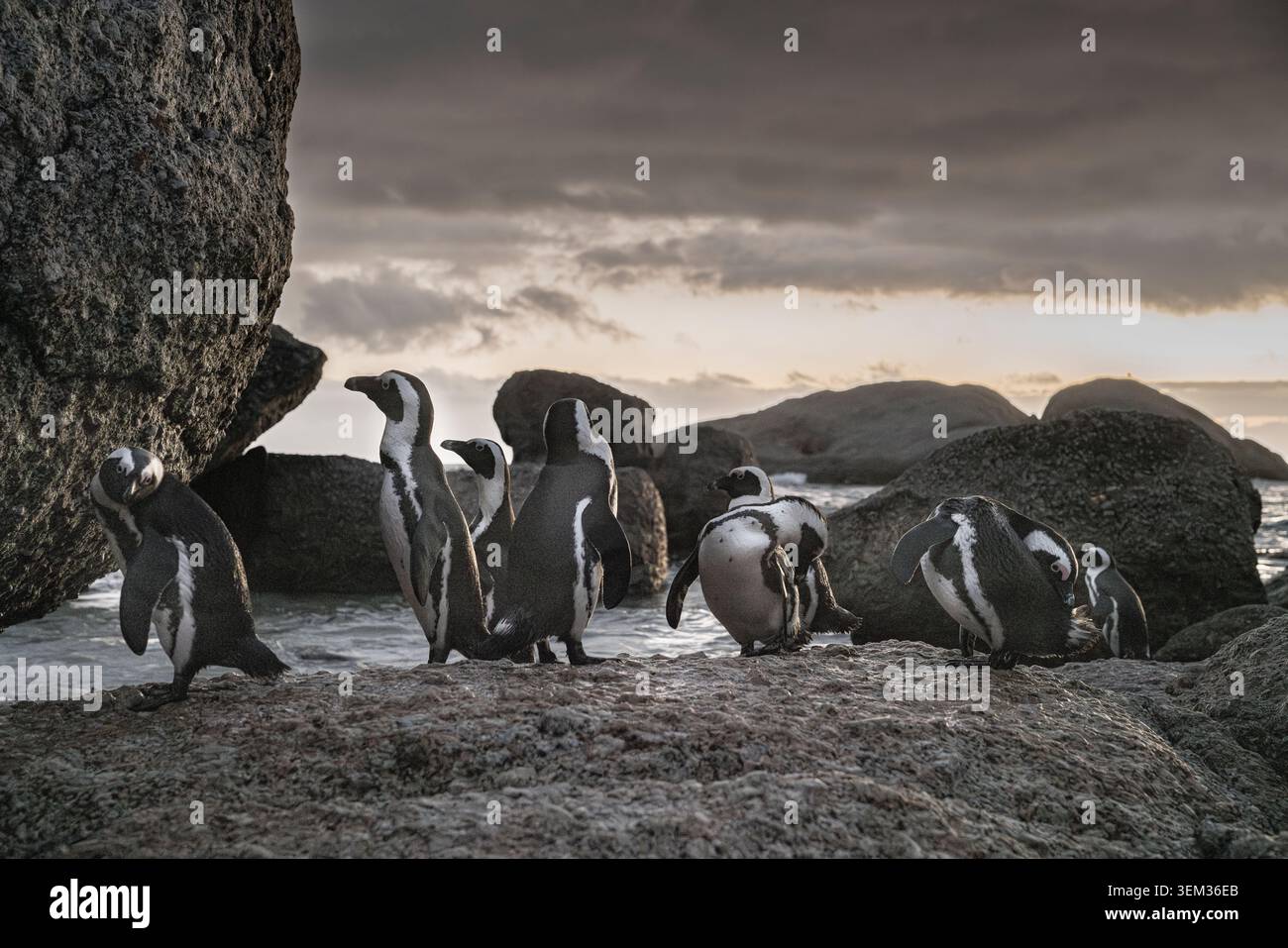 Afrikanische Pinguine versammelten sich bei Sonnenuntergang an der Küste in der Nähe von Kapstadt, Südafrika. Stockfoto