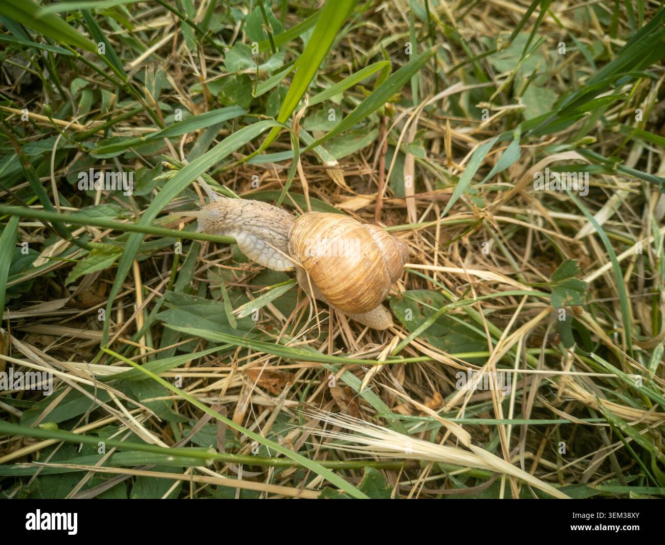 Römische Schnecke kriecht durch trockenes und grünes Gras in einem natürlichen Wiesenhabitat. Stockfoto