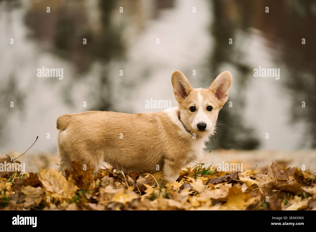 Junger brauner und weißer Corgi-Welpe, der zwischen Herbstblättern am Teich steht Stockfoto