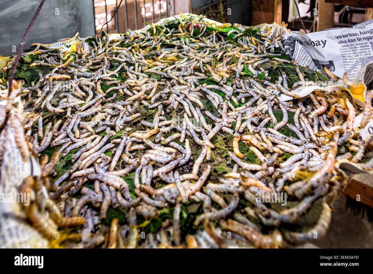Seidenraupenstapel, Teil des Produktionsprozesses, Van Phuc Silk Village, Hanoi, Vietnam Stockfoto