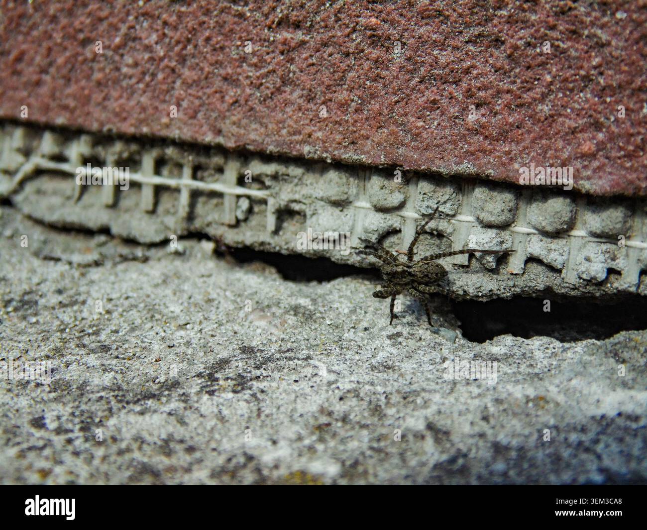 Spinne mit natürlicher Tarnung auf strukturierter Betonoberfläche. Die Arachnide ist wahrscheinlich eine Wolfsspinne aus Lycosidae. Stockfoto