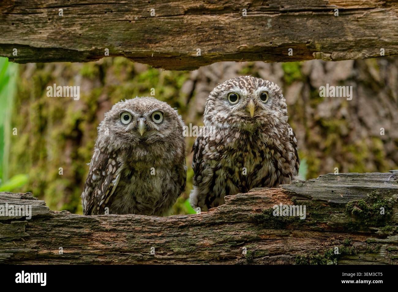 Zwei kleine Eulen, die zusammen im Vereinigten Königreich sitzen. Bezauberndes Paar junger Eulen, die natürliches Verhalten in der Wildnis zeigen. Stockfoto